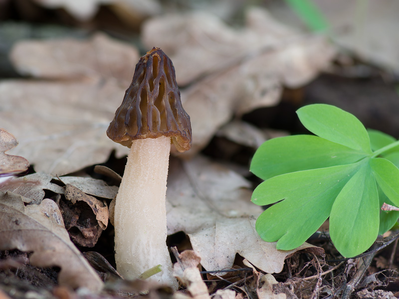 Morchella semilibera